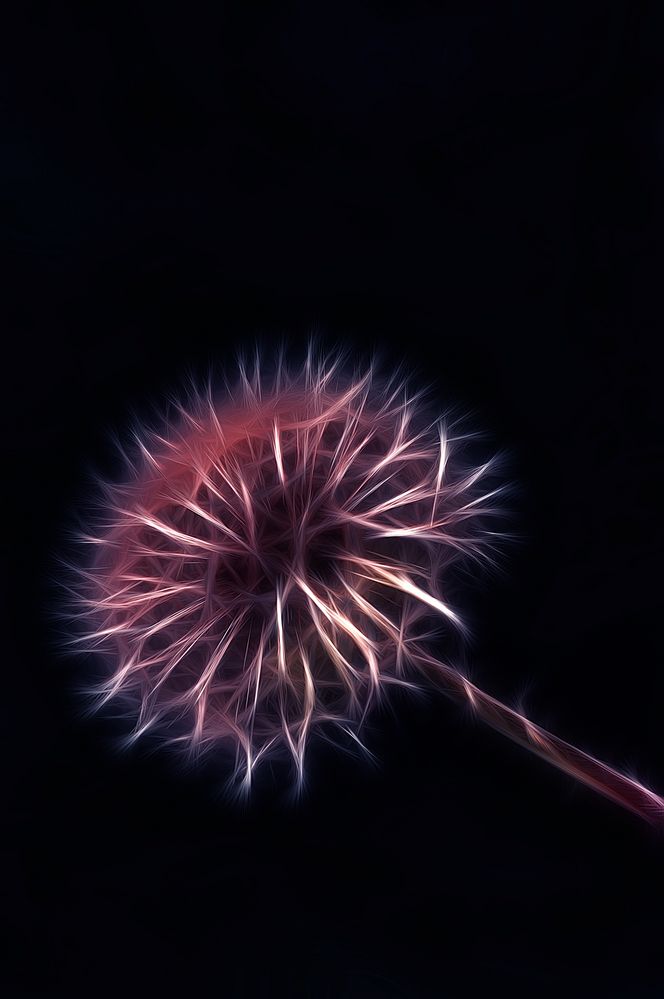 Pusteblume