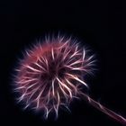 Pusteblume