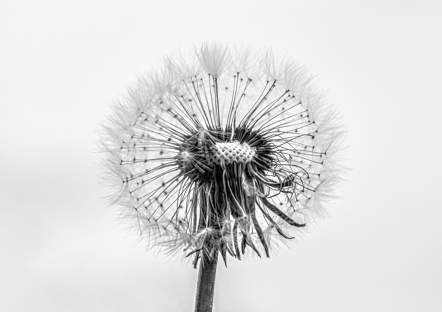 Pusteblume