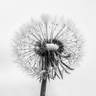 Pusteblume