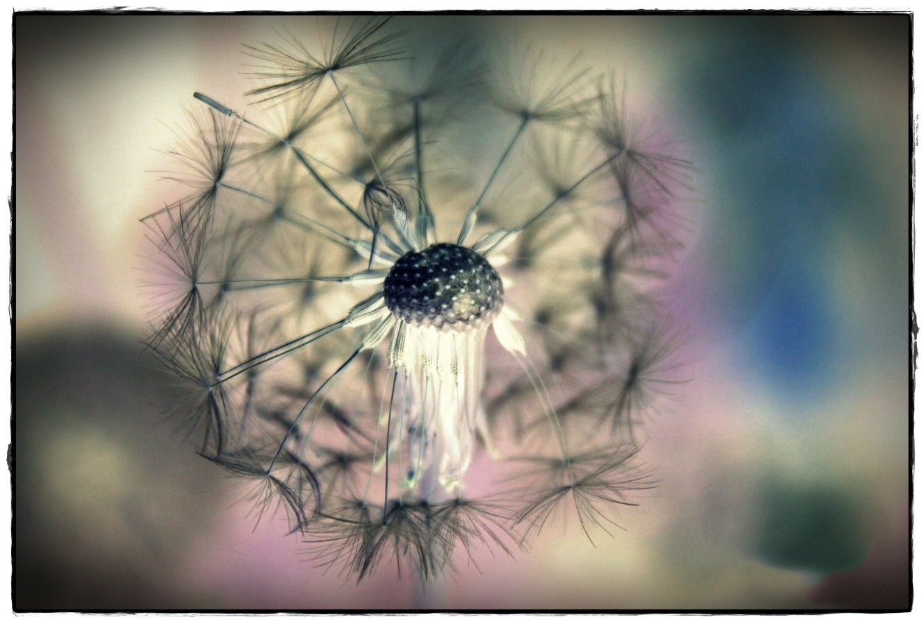 Pusteblume