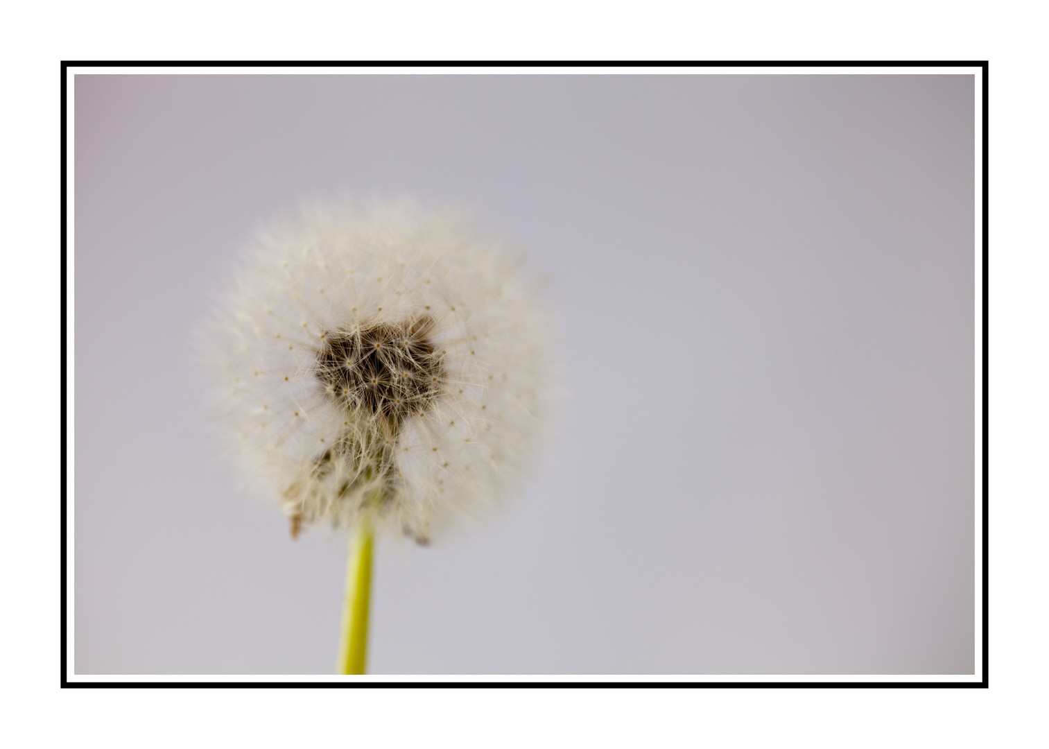 Pusteblume 03