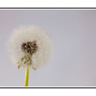 Pusteblume 03