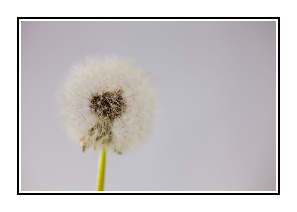 Pusteblume 03