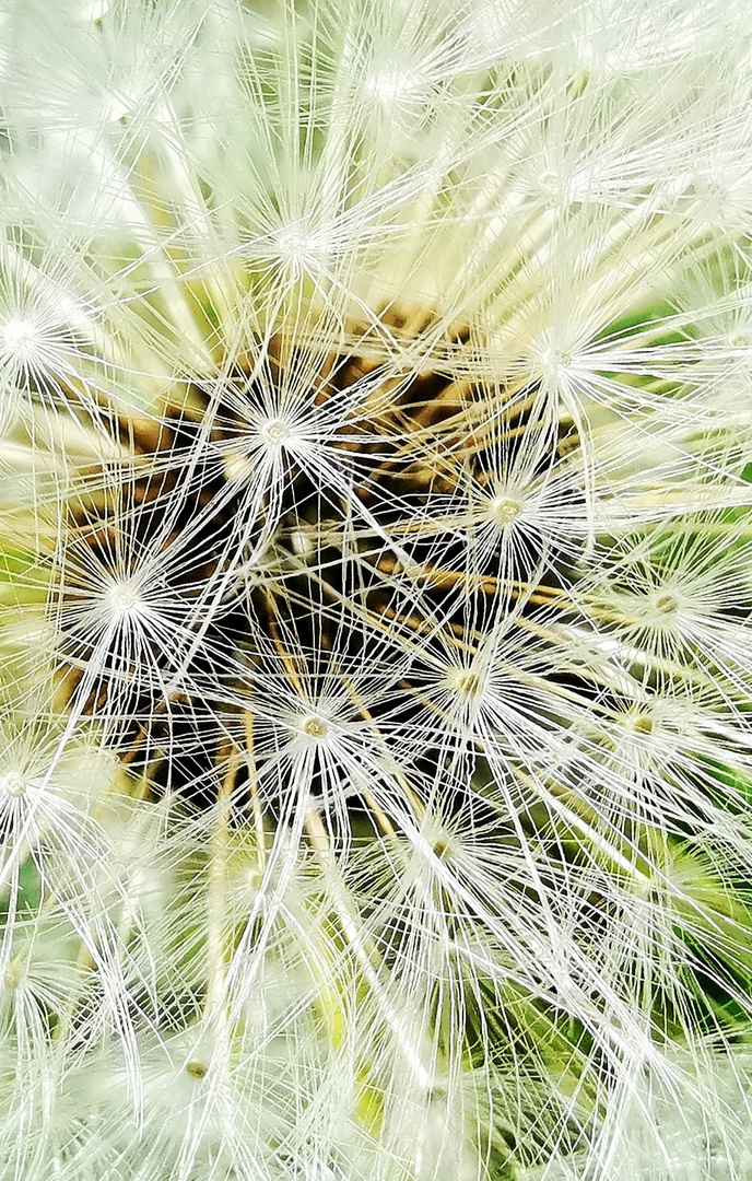 Pusteblume