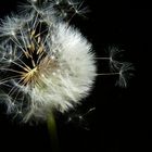 Pusteblume