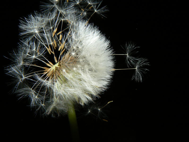 Pusteblume