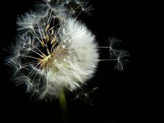 Pusteblume