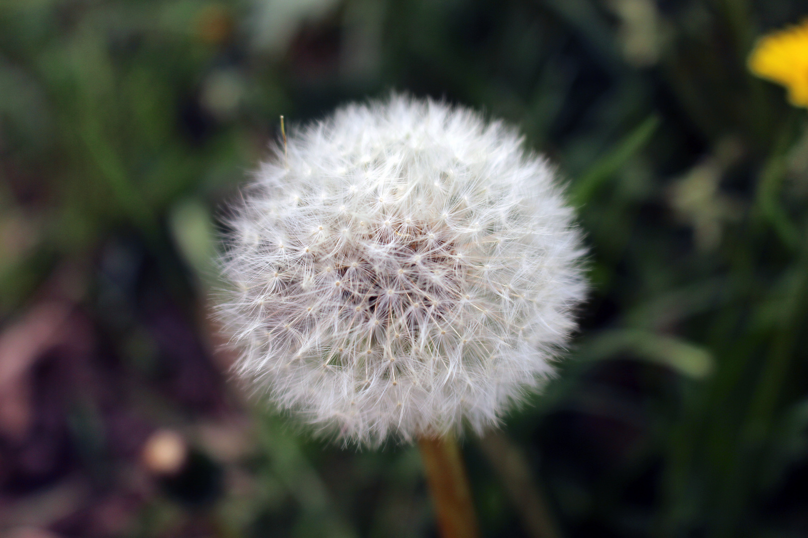 Pusteblume