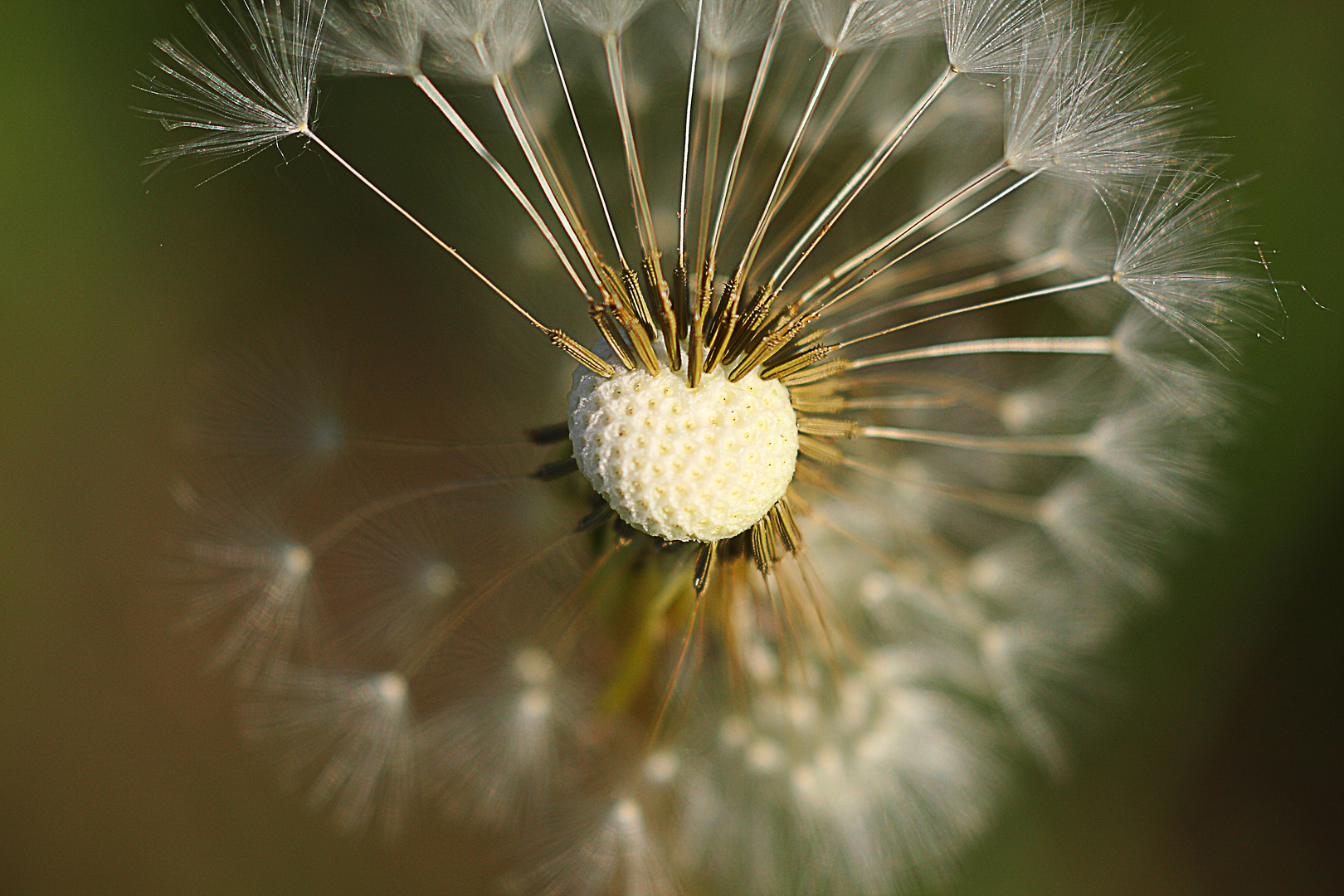 Pusteblume ..................