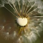 Pusteblume ..................