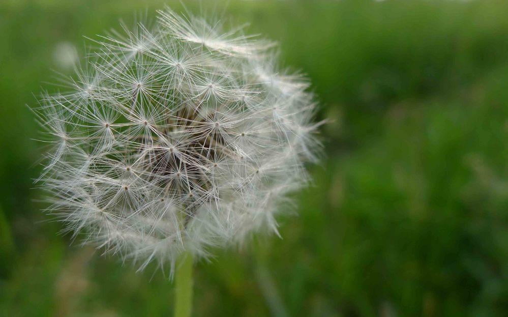 Pusteblume von acapandus 