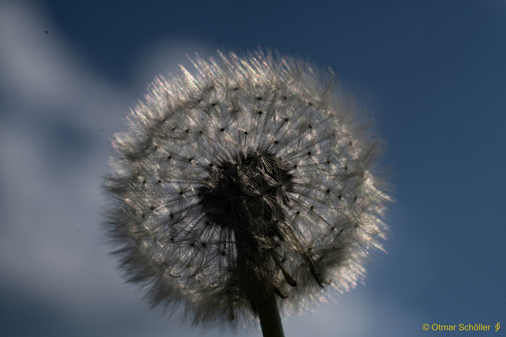 Pusteblume