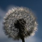 Pusteblume