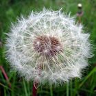 Pusteblume