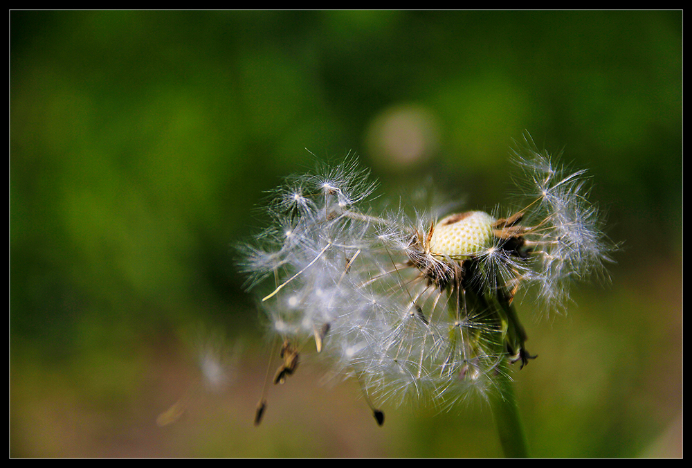 Pusteblume