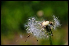 Pusteblume