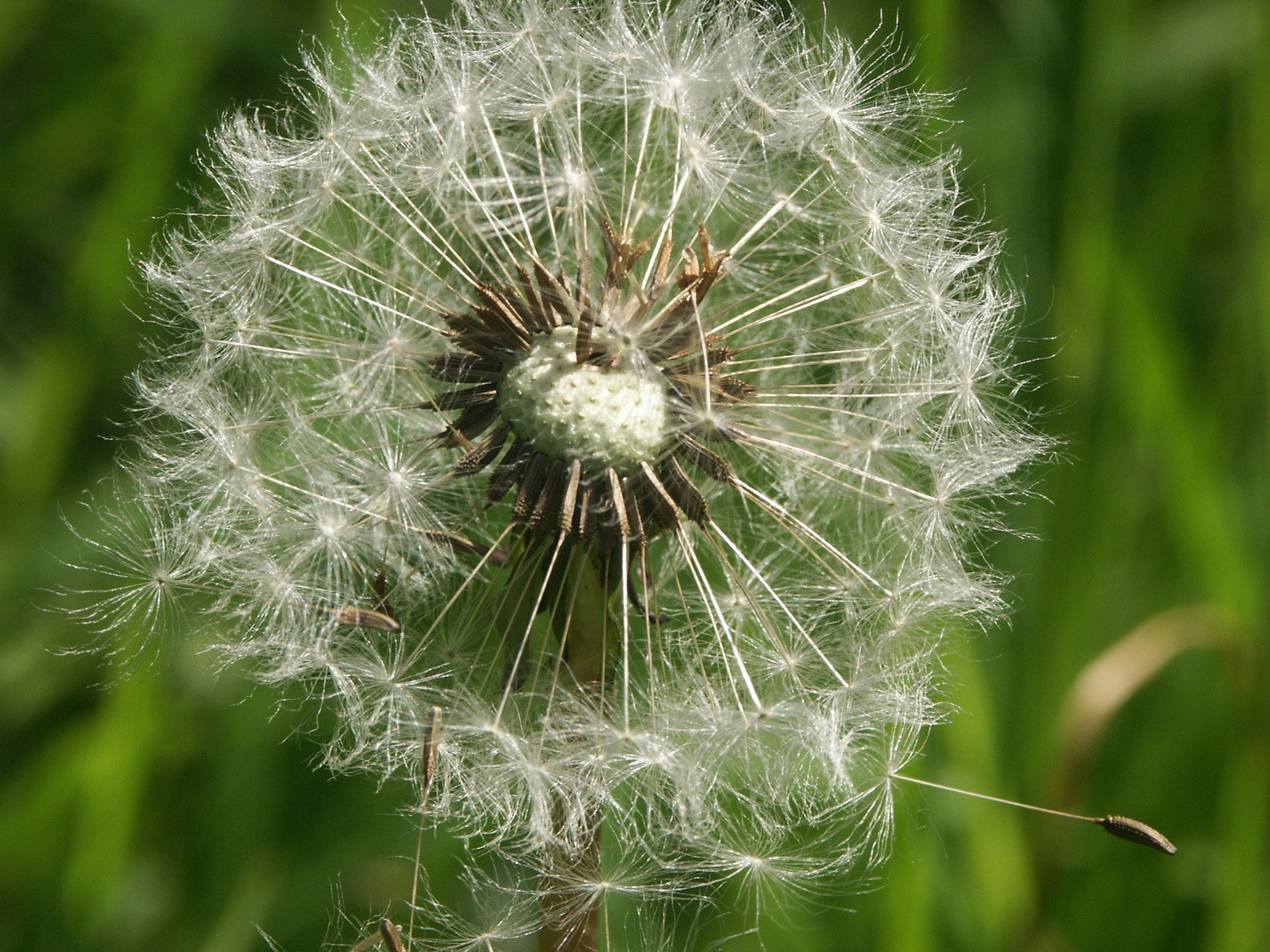 Pusteblume