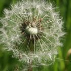 Pusteblume