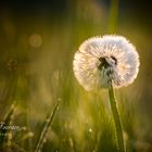 Pusteblume