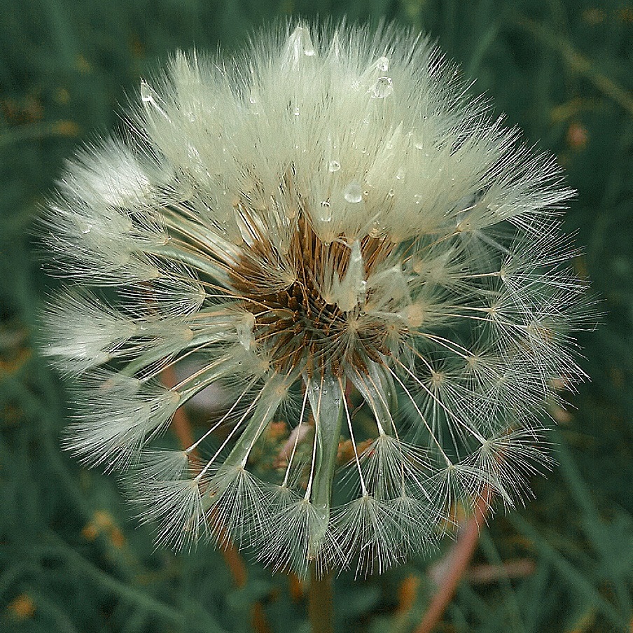 Pusteblume 