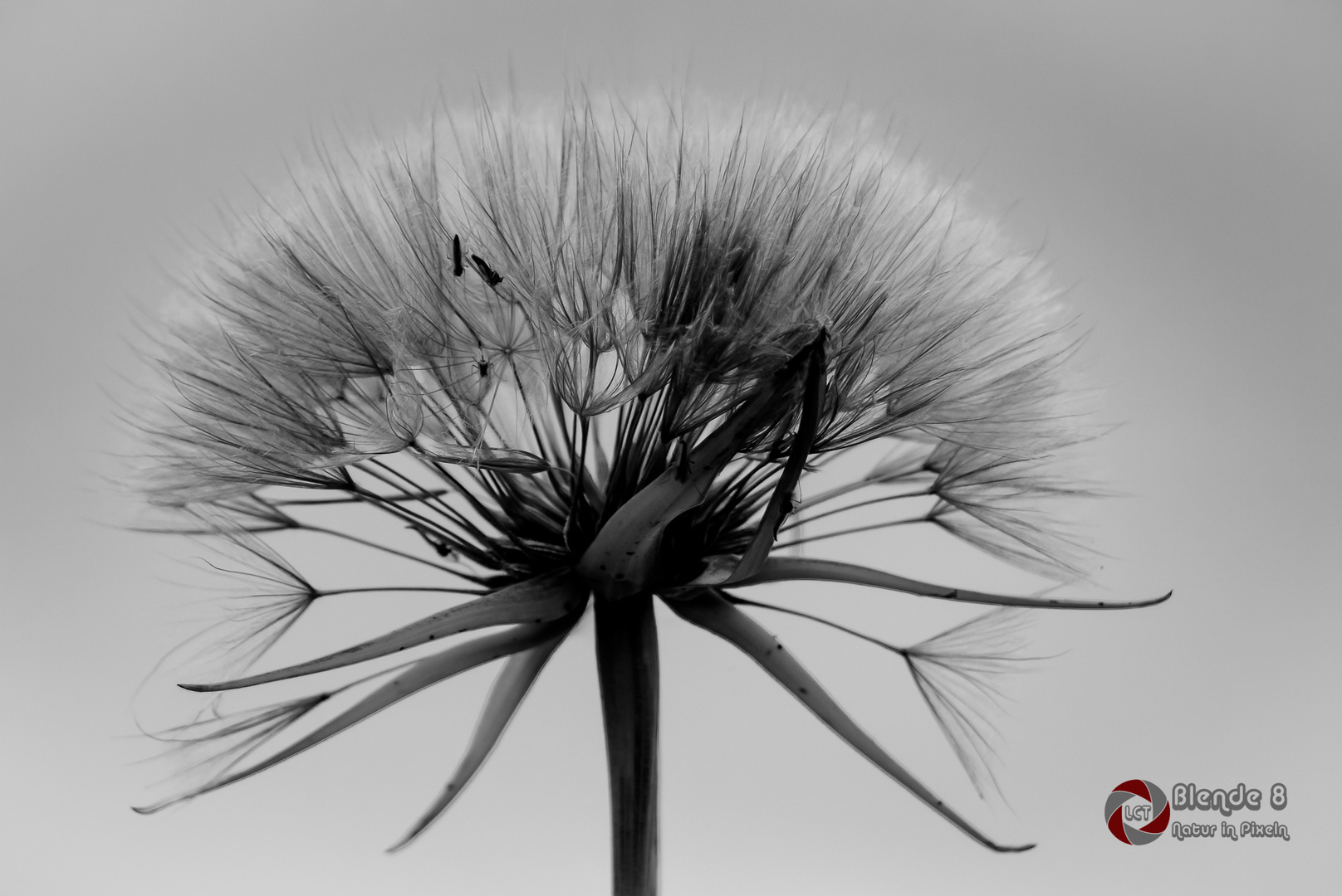 Pusteblume