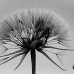 Pusteblume