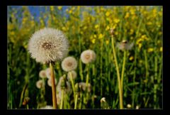 Pusteblume