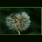 Pusteblume