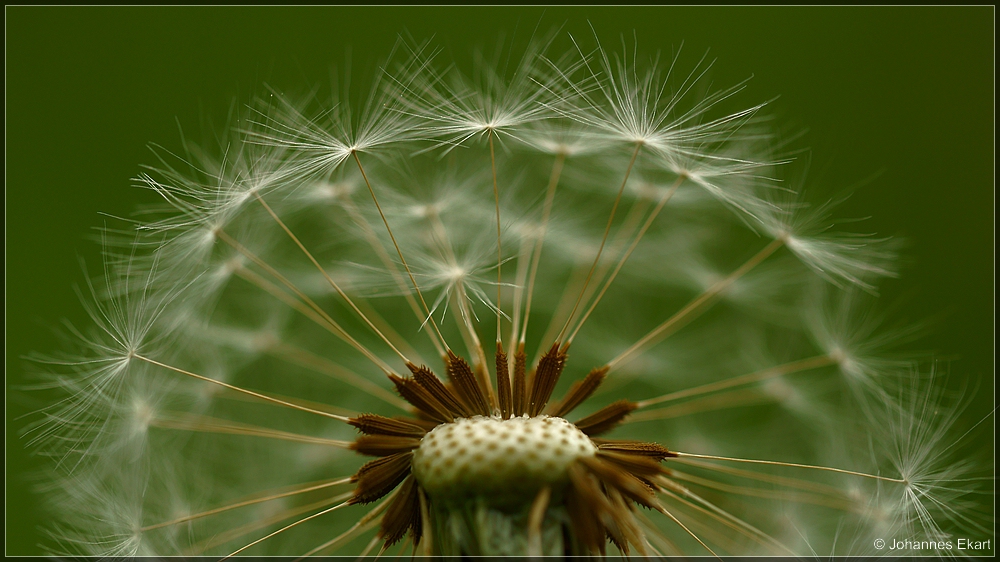 Pusteblume