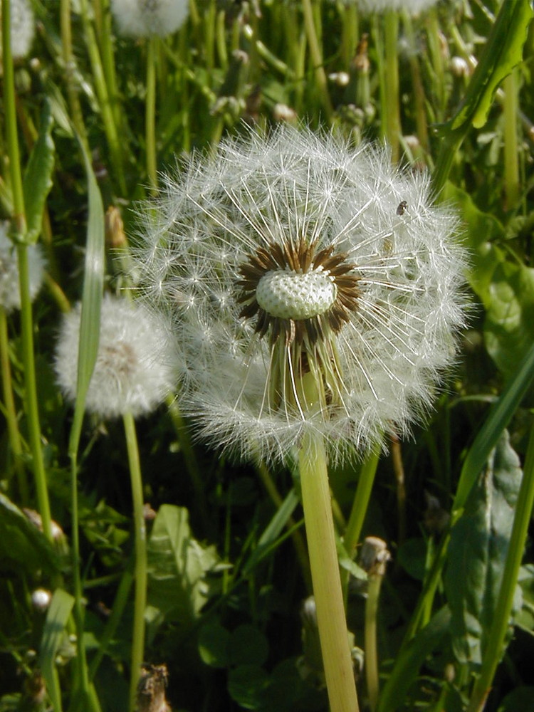 Pusteblume