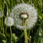 Pusteblume