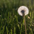 Pusteblume