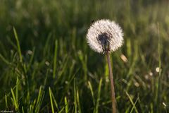 Pusteblume