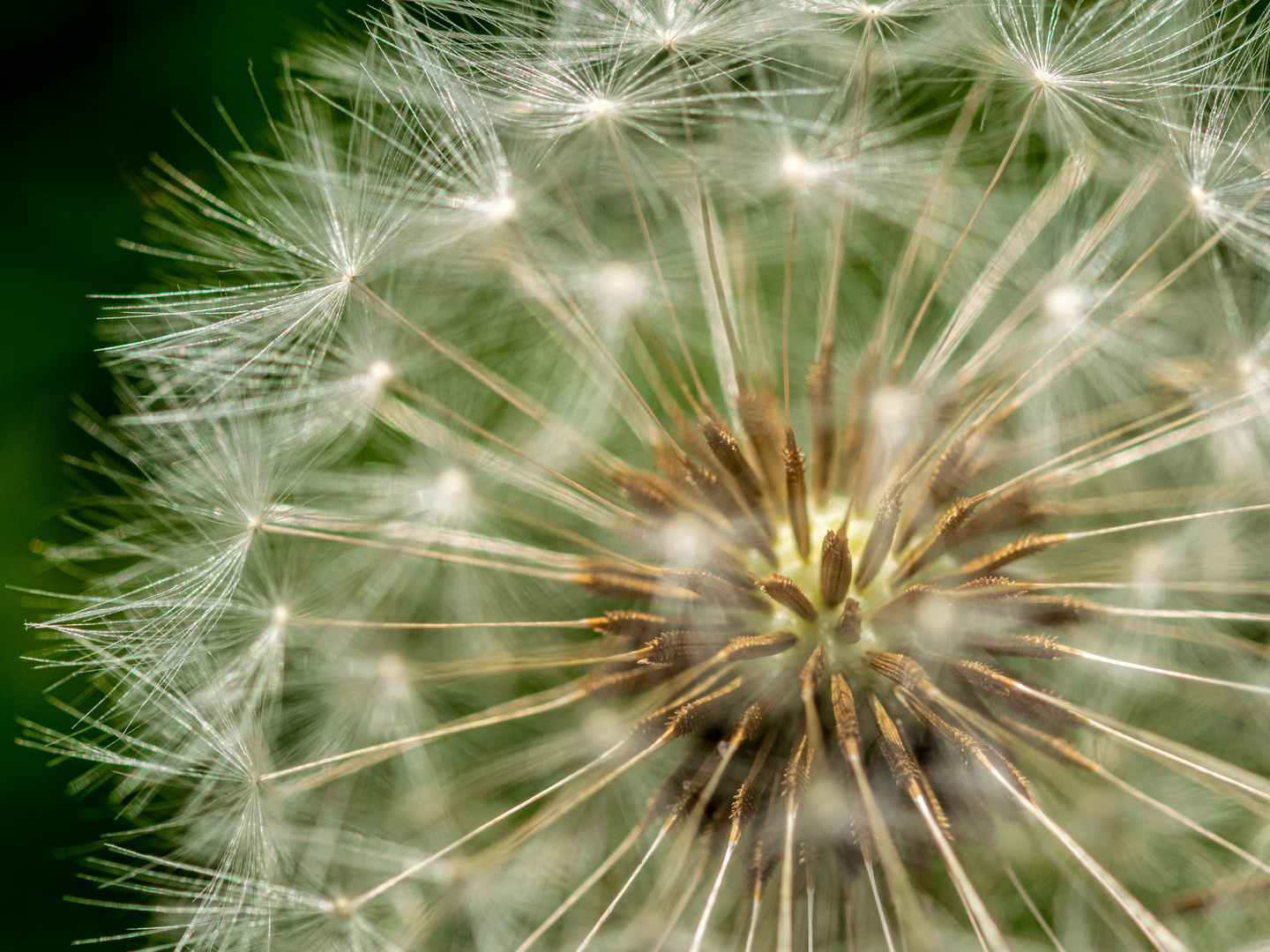 Pusteblume