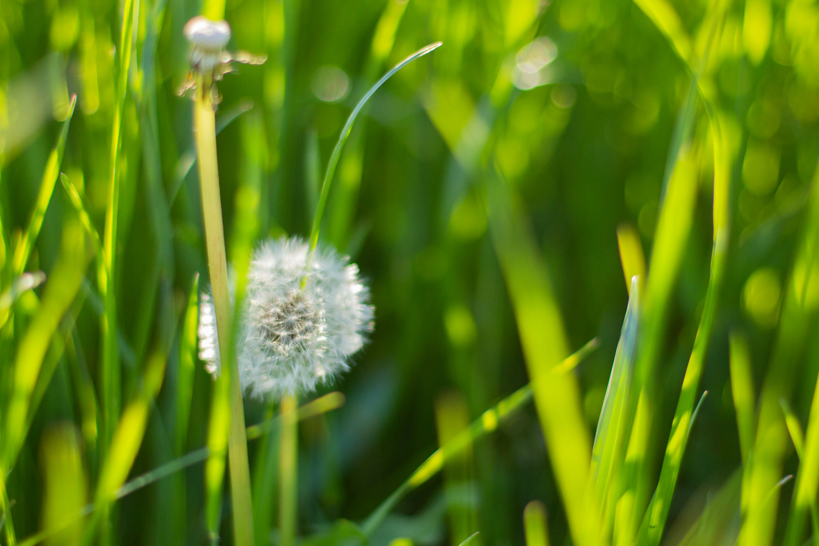 Pusteblume