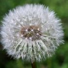 Pusteblume