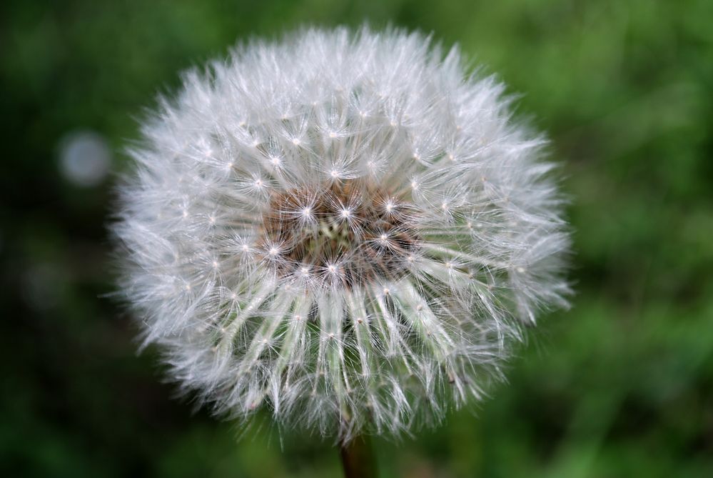 Pusteblume