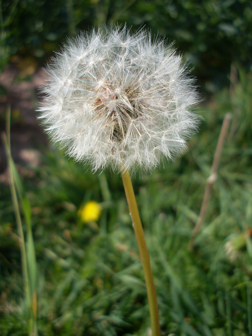 Pusteblume