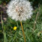 Pusteblume