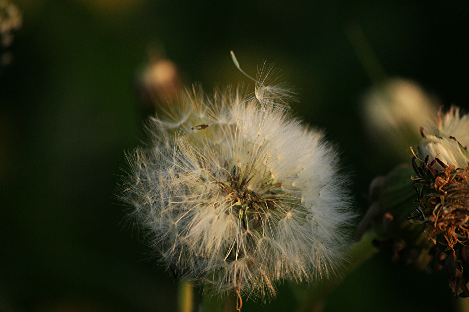 Pusteblume