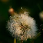 Pusteblume