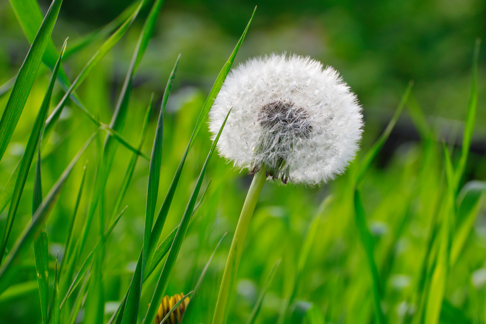 Pusteblume