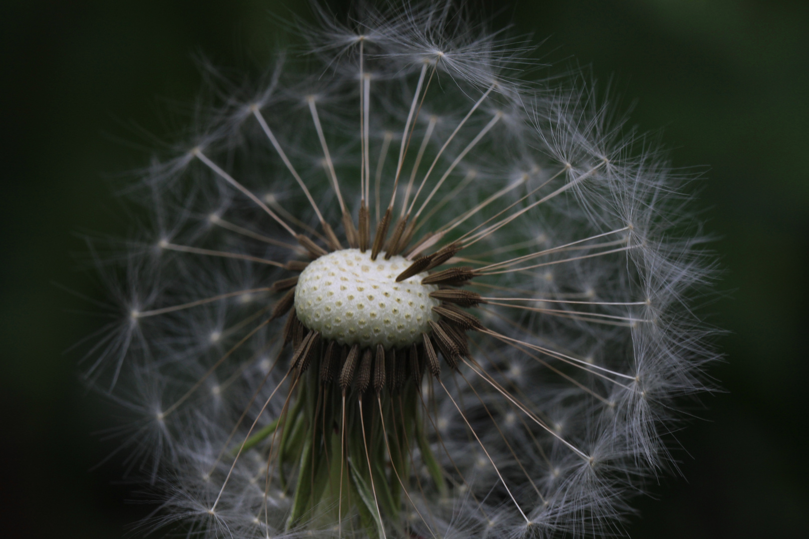 Pusteblume