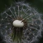 Pusteblume