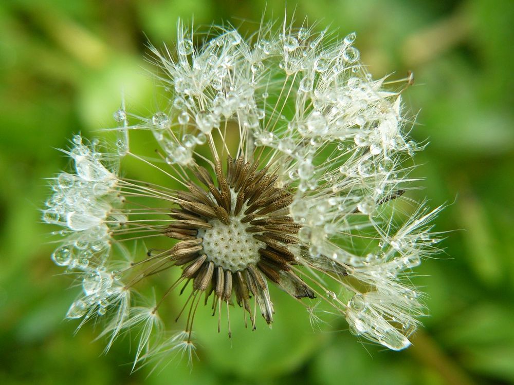 Pusteblume von Linda Illing