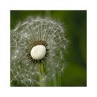 pusteblume