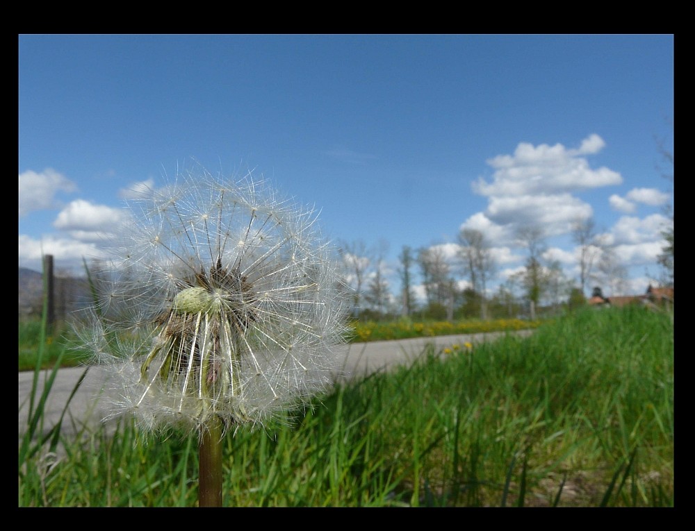 Pusteblume