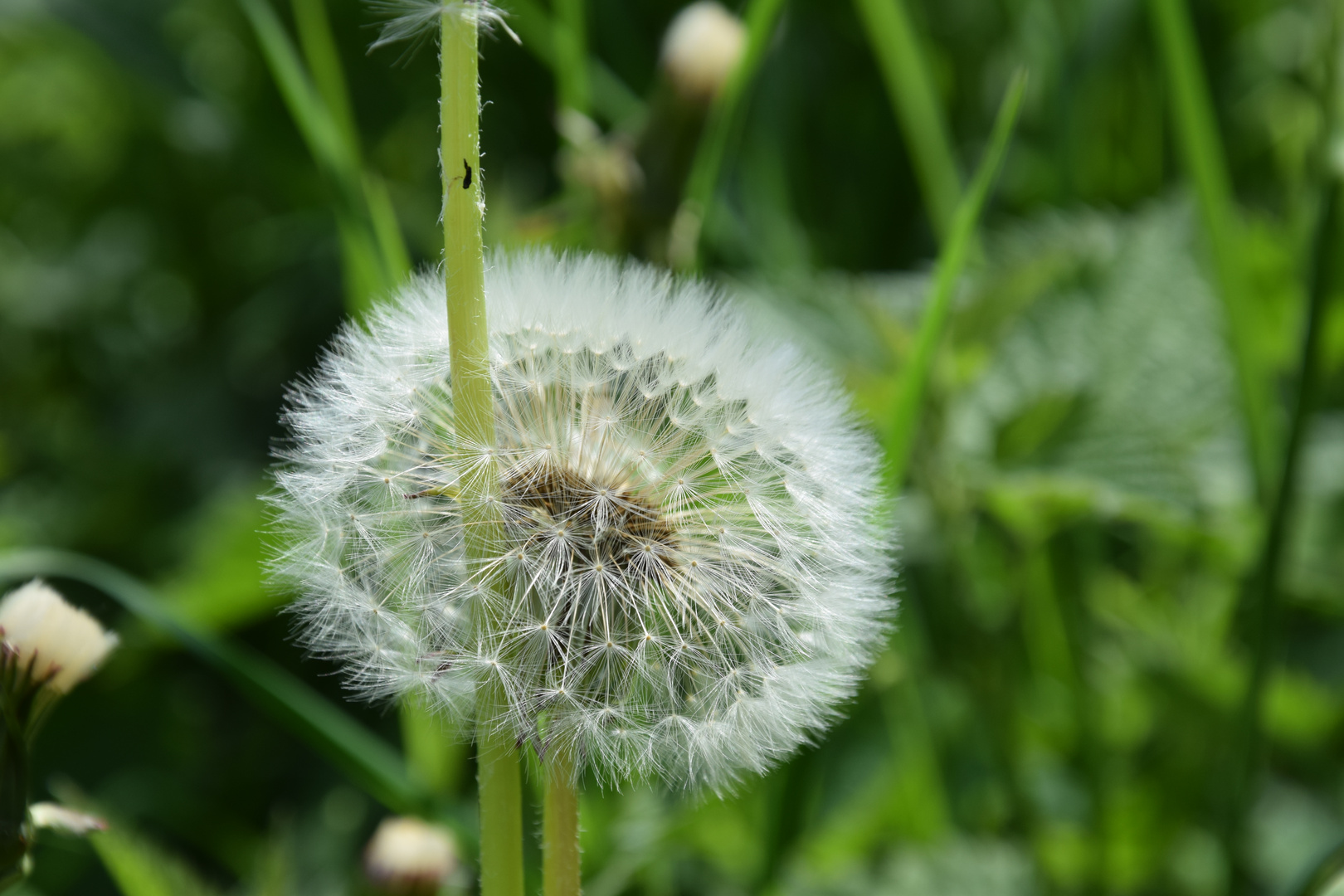 Pusteblume