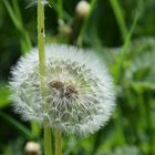 Pusteblume